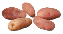 Red Thumb Finglering Potatoes